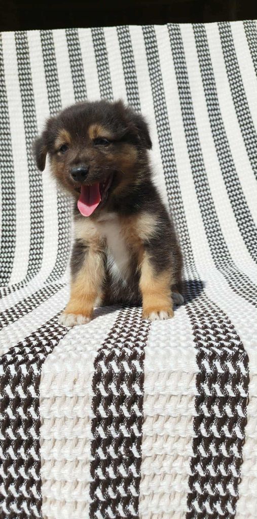 Du Rêve De L'Elégance - Chiots disponibles - Berger Australien