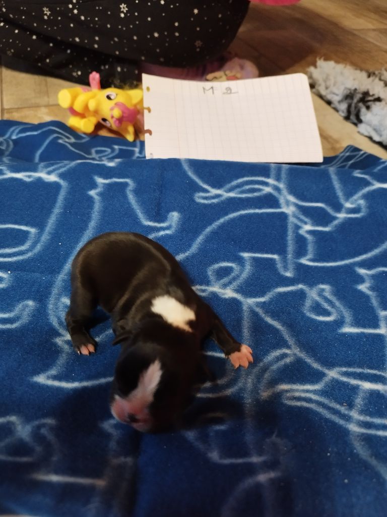 Du Rêve De L'Elégance - Chiots disponibles - Boston Terrier