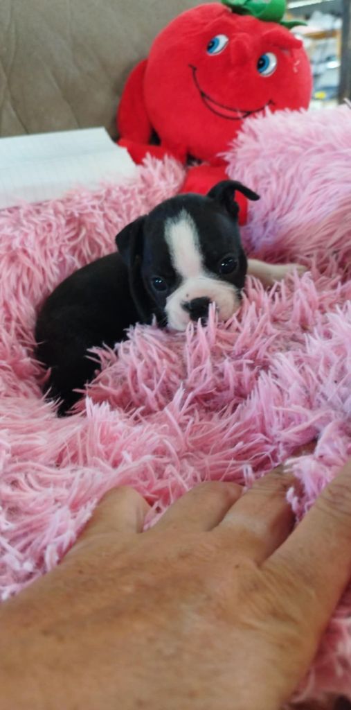Du Rêve De L'Elégance - Chiots disponibles - Boston Terrier
