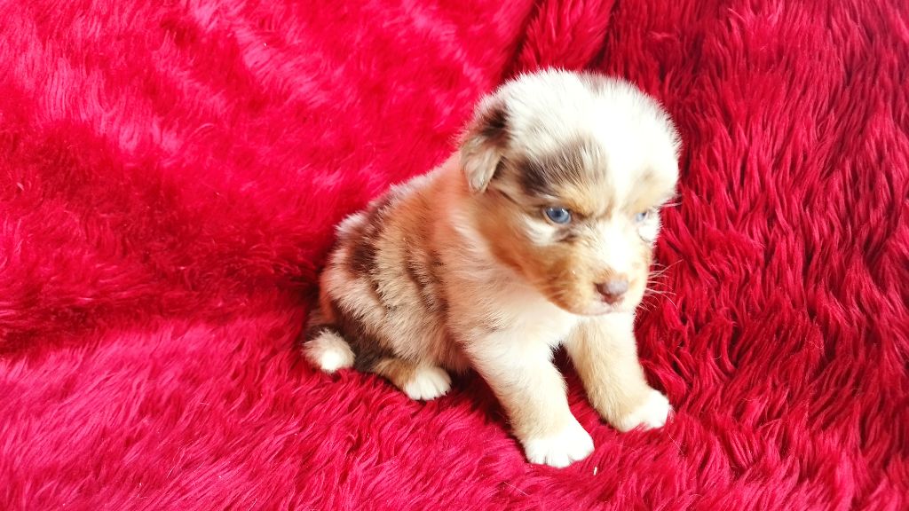 Du Rêve De L'Elégance - Chiots disponibles - Berger Australien