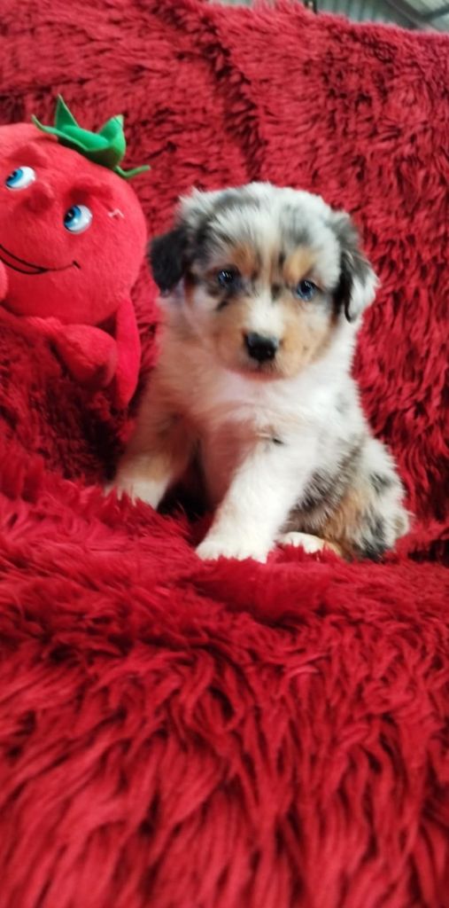 Du Rêve De L'Elégance - Chiots disponibles - Berger Australien