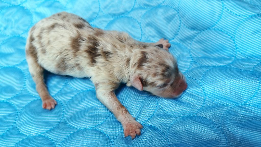 Du Rêve De L'Elégance - Chiots disponibles - Berger Australien