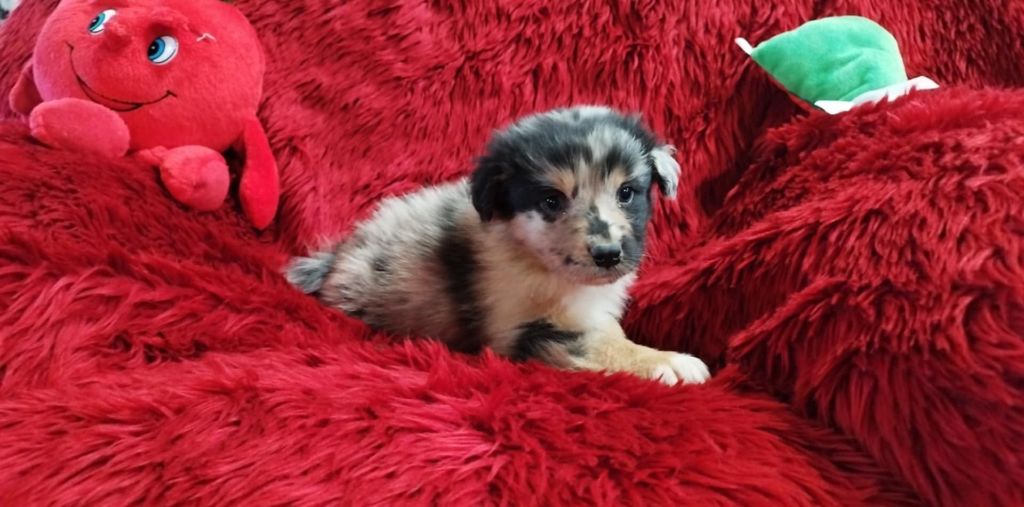 Du Rêve De L'Elégance - Chiots disponibles - Berger Australien