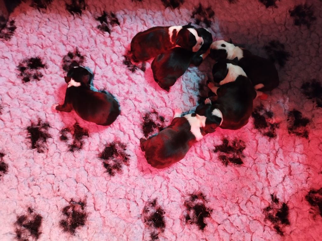 Chiot Boston Terrier Du Rêve De L'Elégance