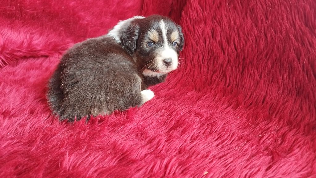 Du Rêve De L'Elégance - Chiots disponibles - Berger Australien