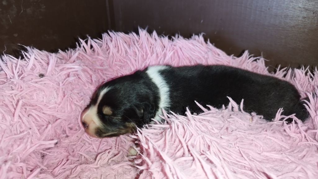 Du Rêve De L'Elégance - Chiots disponibles - Berger Australien